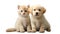 puppies canine kittens isolated a background purebred advertising companion