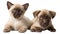 puppies canine kittens isolated a background purebred advertising fur friends