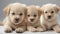 puppies canine a purebred advertising fur friends breed