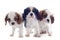 Puppies cavalier king charles