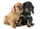 Puppies cavalier king charles