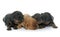 Puppies cavalier king charles