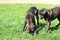 Puppies chasing water