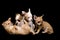 Puppies chihuahua