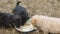 puppies eat from a plate