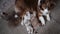 Puppies feed lying on floor in room top view. Kennel of Australian shepherds.