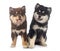 Puppies Finnish Lapphund in studio