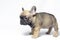 Puppies french bulldogs brown color ukreina