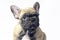 Puppies french bulldogs brown color ukreina