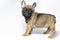 Puppies french bulldogs brown color ukreina