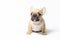 Puppies french bulldogs brown color ukreina