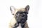 Puppies french bulldogs brown color ukreina