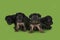 Puppies frolic on the green isolated background