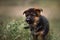 Puppies of german shepherd dog in an autumn park