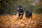 Puppies of german shepherd dog in an autumn park