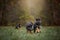 Puppies of german shepherd dog in an autumn park