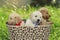 Puppies Golden Retriever dog