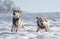 Puppies having fun in the snow