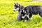 Puppies husky. sitting on the grass. Two.