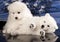 Puppies Japanese Spitz