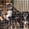 Puppies of large non-breeding dogs in a cage in a shelter.