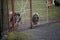 Puppies, looking through the fence grille, outdoors. Lithuania