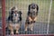 Puppies, looking through the fence grille, outdoors. Lithuania