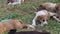 Puppies lying on green grass animal family and friend background