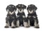 Puppies miniature schnauzer