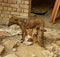 Puppies with mother female dog.