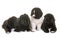 Puppies newfoundland dog