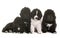 Puppies newfoundland dog