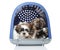 Puppies in plastic carrier on white background