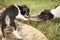 Puppies play with stick