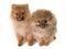 Puppies pomeranian dog