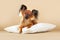 Puppies Russian toy terrier