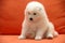 Puppies Samoyede