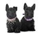 Puppies scottish terrier