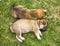 Puppies are sleeping on grass.