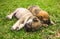 Puppies are sleeping on grass.