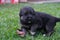 puppies sweet dogs, black little beautiful dogs