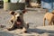 Puppies at U Bein Bridge Myanmar Dry Season