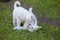 Puppies of a white Swiss sheep-dog