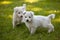 Puppies of a white Swiss sheep-dog