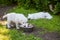 Puppies of a white Swiss sheep-dog