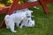 Puppies of a white Swiss sheep-dog