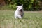 Puppies of a white Swiss sheep-dog