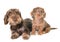 Puppies Wire-haired Dachshund