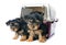 Puppies yorkshire terrier