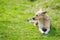 Puppu dog sitting on fresh green grass
